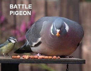 battle-pigeon.jpg